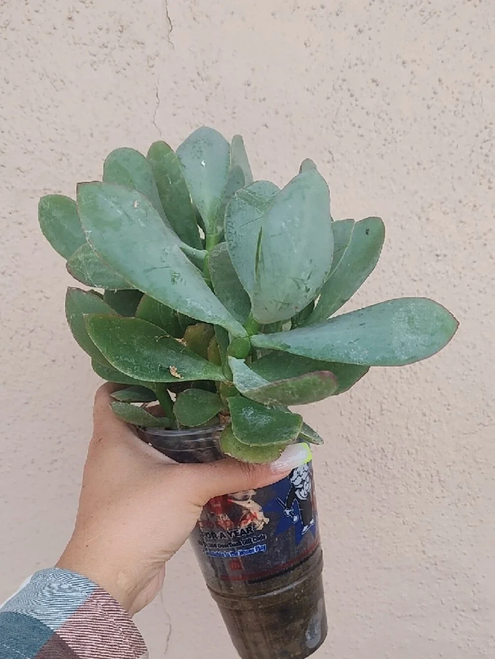 Crassula Platyphhylia SUCCULENT